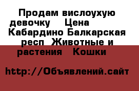 Продам вислоухую девочку. › Цена ­ 3 000 - Кабардино-Балкарская респ. Животные и растения » Кошки   